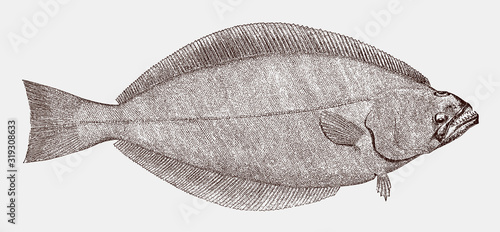 Greenland halibut reinhardtius hippoglossoides, a highly commercial food fish