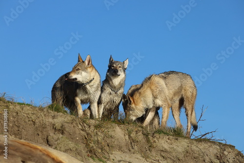 Czechoslovakian wolf dogs in the wild. Tschechoslowakische Wolfhunde von den Ruhrpottwölfen
