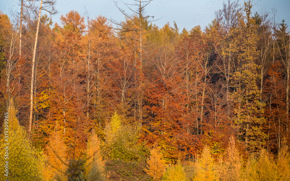 Fototapeta premium Herbstwald