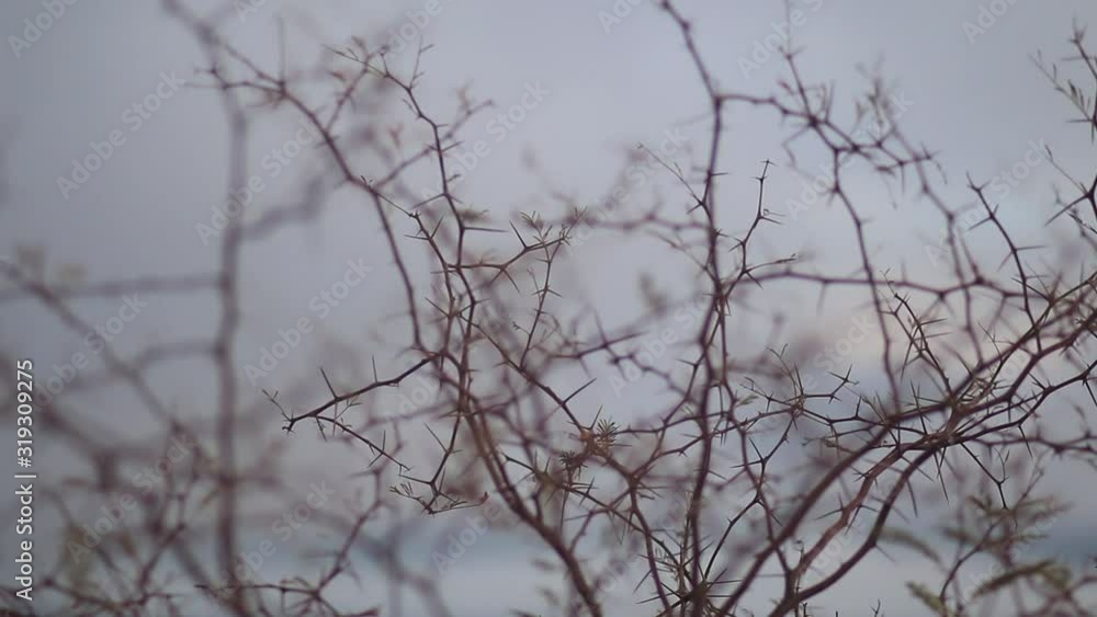 plant with thorns focuses and blurs with cloudy sky behind plant with thorns focuses and blurs with cloudy sky behind