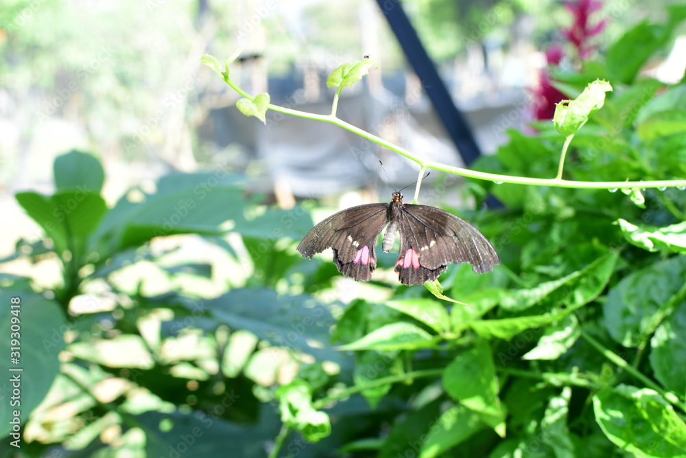  Butterfly Heraclides anchisiades (Esper 1788) Medellin Colombia