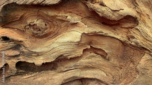 Rough textured knot on tree trunk closeup. Old wood bark texture. Natural tree trunk cracked surface closeup. Tree bark background. Grunge rough background