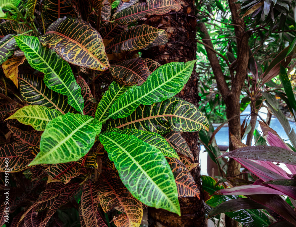 Fototapeta premium Colorful Croton, Variegated Laurel, Close up of Croton leaves, plant in Bali, Croton Leaves is a beautiful ornamental tree. Colorful Croton Leaves for background. Yellow, green.