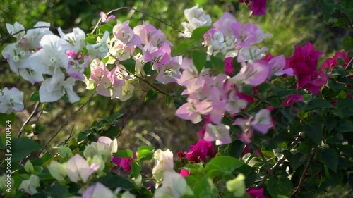 Wallpaper Mural Bougainvillea flowers is a genus of thorny ornamental vines. Torontodigital.ca
