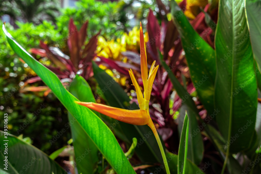 Close view at one yellow young Heliconia tropical flower, (Heliconia densiflora). Indonesia, Bali, tropical rainforest. Close view at one yellow young Heliconia tropical flower, (Heliconia densiflora). Indonesia, Bali, tropical rainforest.