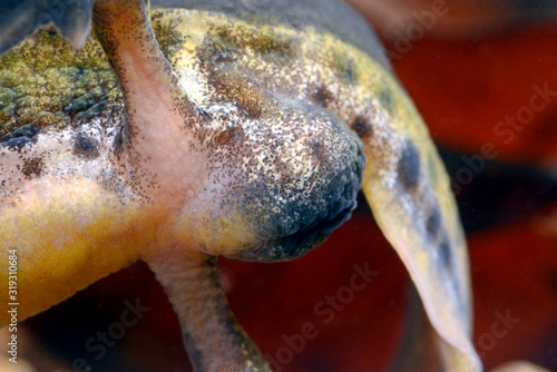 Canvastavla sexual organ of a male Palmate newt / Geschlechtsorgan / Kloake eines männlichen