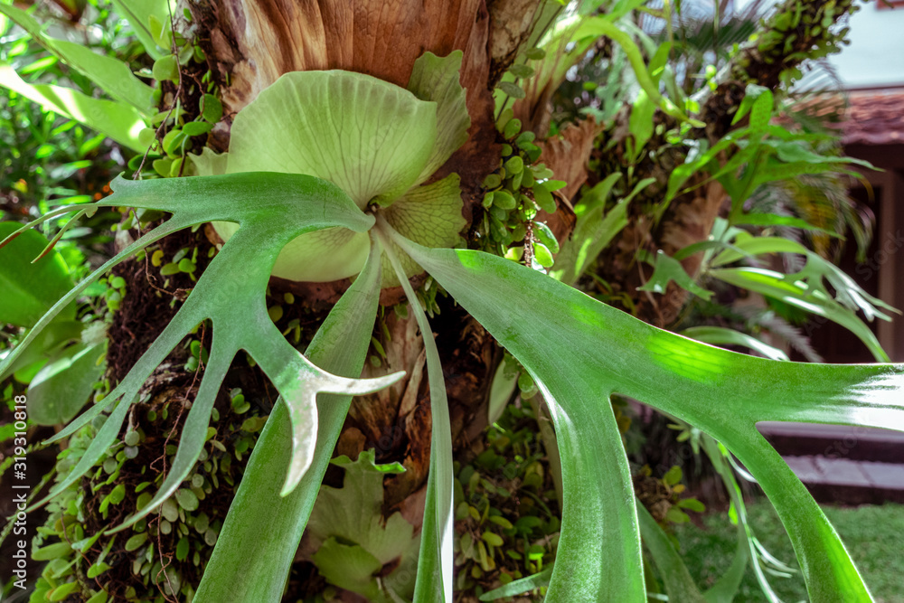 Close up of a staghorn fern, Platycerium, tropical Elkhorn grew on the  branch of tree in tropical rainforest, parasite plant on a tree in Bali,  Indonesia Stock Photo | Adobe Stock