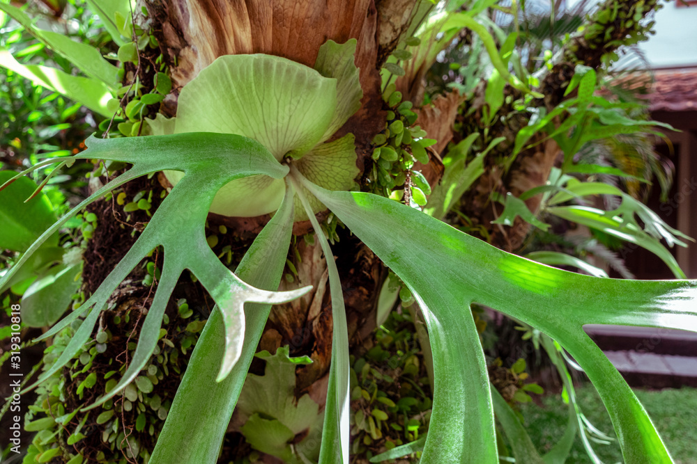 Obraz premium Close up of a staghorn fern, Platycerium, tropical Elkhorn grew on the branch of tree in tropical rainforest, parasite plant on a tree in Bali, Indonesia
