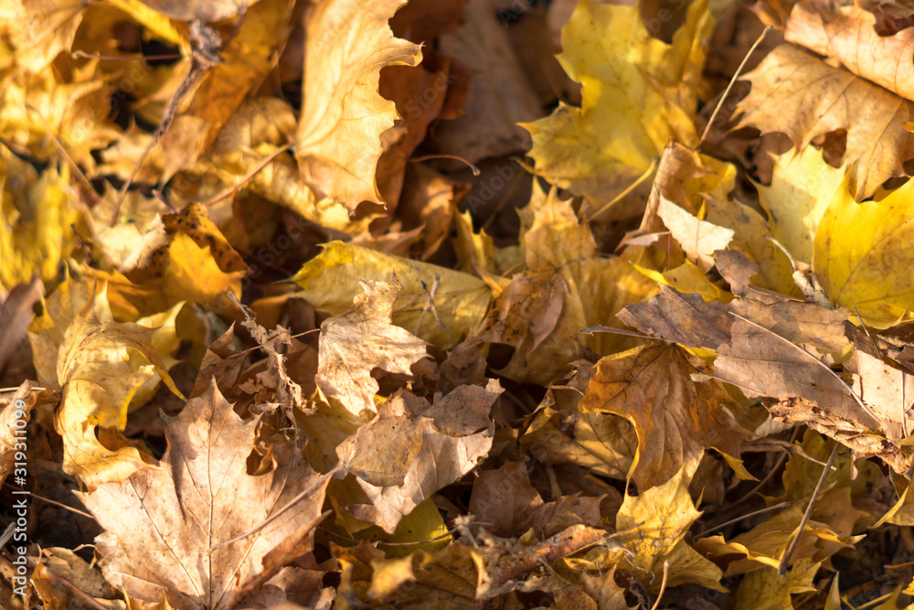 Yellow and brown autumn leaf Background