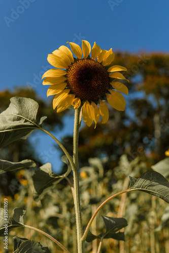 Florida Sunflower