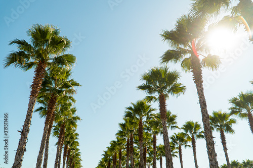 palm trees for the background