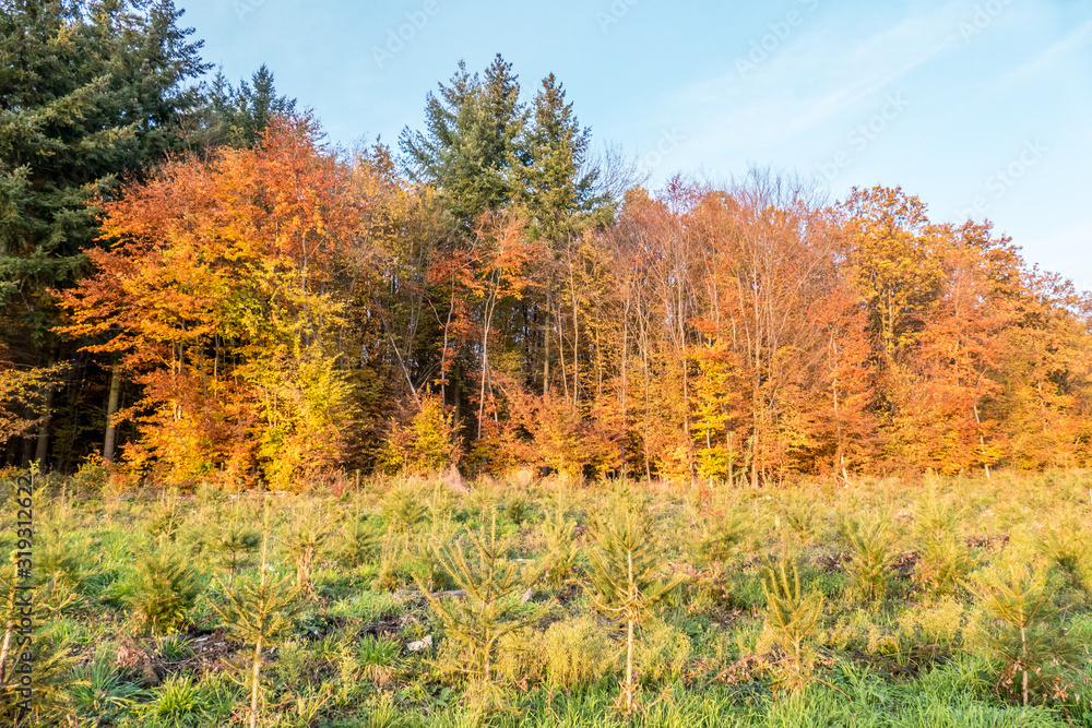 Fototapeta premium Wiederaufforstung im Mischwald