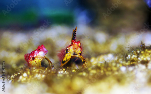 Rare scene of pair Red Ruby Dragonet fishes mating dance