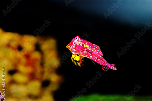 Rare scene of pair Red Ruby Dragonet fishes mating dance photo