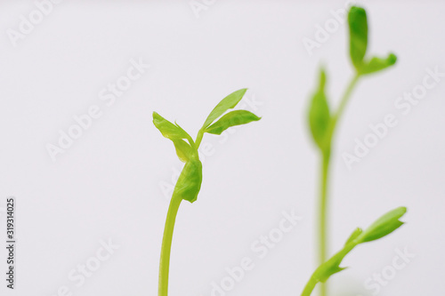 pea sprout