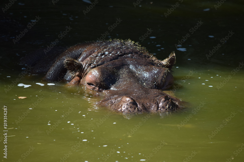 Cabeza de ipopotamo al raz del agua Cabeza de ipopotamo al raz del agua