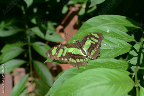 Butterfly Siproeta stelenes (Linnaeus 1758) Medellin Colombia