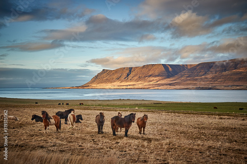 Photography Horses by Lake, Iceland