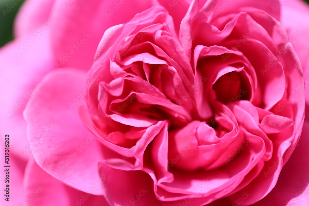 rosafarbene Rosenblüten