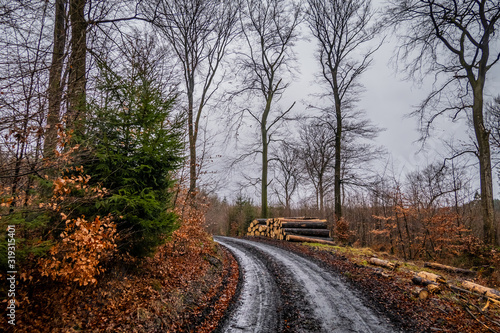 Sauerländer Wald