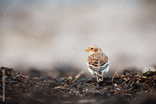 Snowbunting without any snow in sight photo