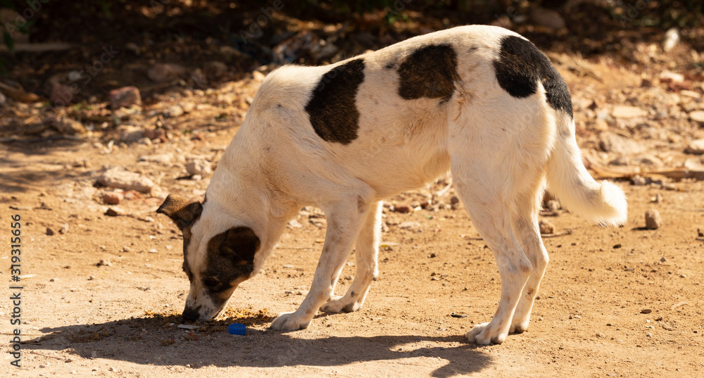 A stray dog ​​picks up crumbs of food waste from the ground. Contact of the animal world with the human world. A hungry animal eats someone else's vomit from the ground.