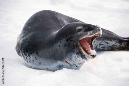 Dangerous leopard seal on ice floe in Antarctica.