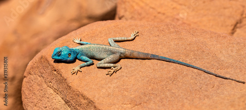 The Sinai agama (Pseudotrapelus sinaitus, formerly Agama sinaita) is an agamid lizard found in arid areas of southeastern Libya, Egypt. photo