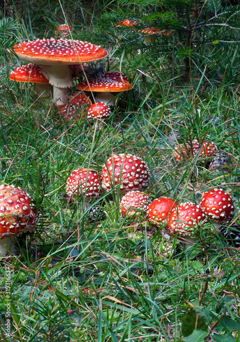 Poisonous Amanita mascara aka fly agaric mushroom in the forest
