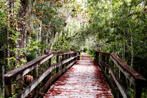 wooden bridge in the forest