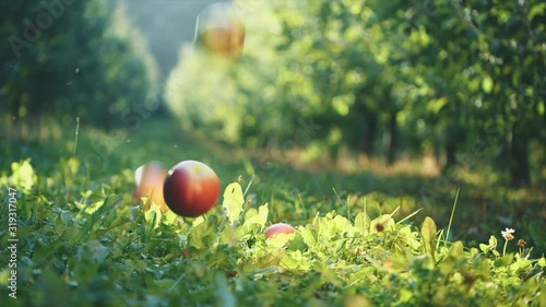 Red bright apples are falling on the grass. Super slow motion. Slowmo. Copy space. 4K.