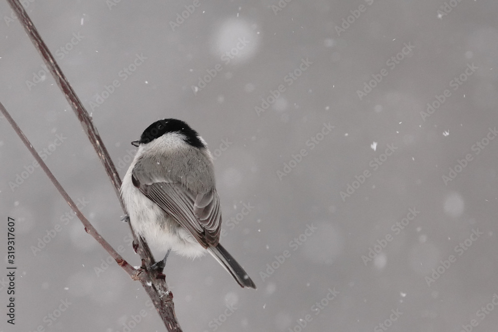 Fototapeta premium ハシブトガラ