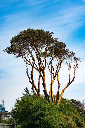 Fotografija Arbutus Tree and Blue Sky