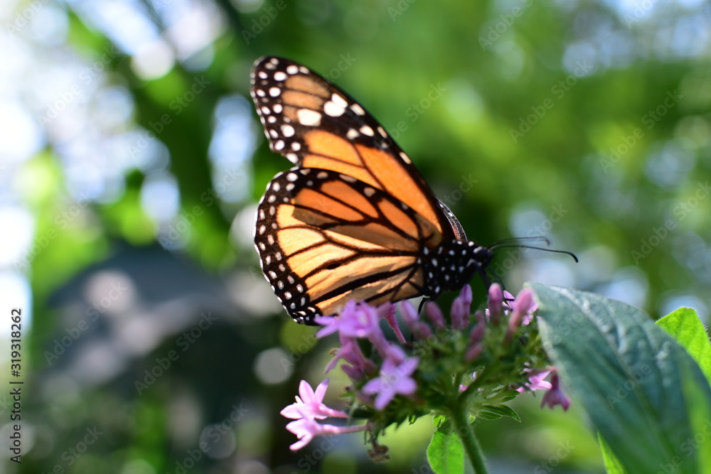 Monarch butterfly Danaus plexippus megalipe (Hübner 1826) Medellin Colombia Monarch butterfly Danaus plexippus megalipe (Hübner 1826) Medellin Colombia