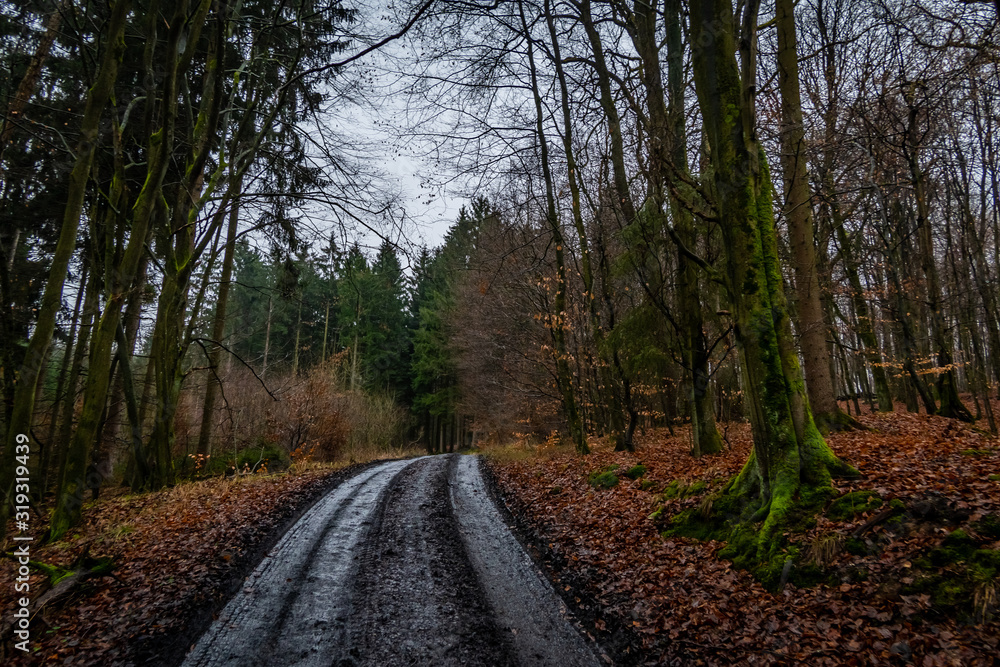 Fototapeta premium Sauerländer Wald