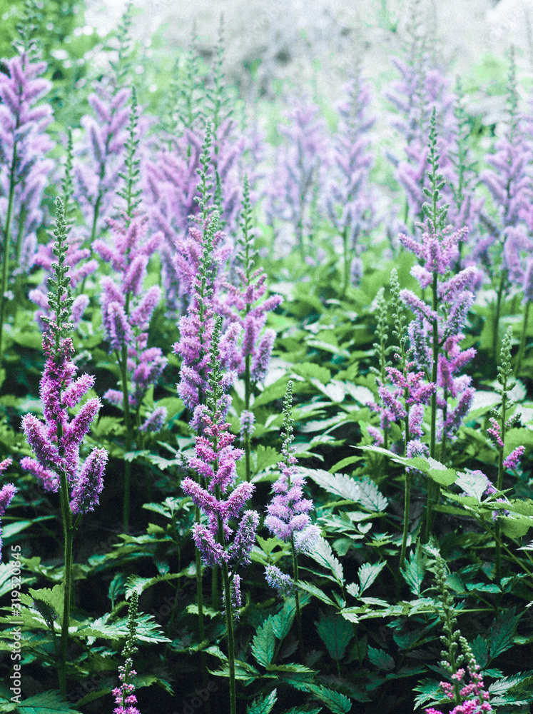 Obraz premium purple flowers in the garden