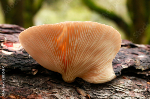 Oyster Mushroom on Log
