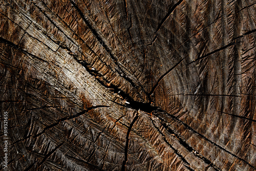 Fototapeta premium texture of tree stump