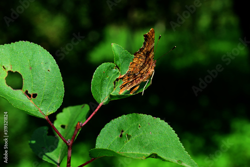 Butterfly on a green leaf