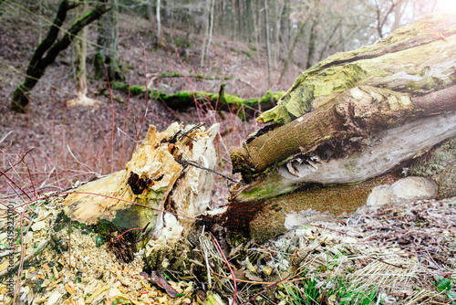 old felled aspen gnawed by beavers. concept renewal of forest photo