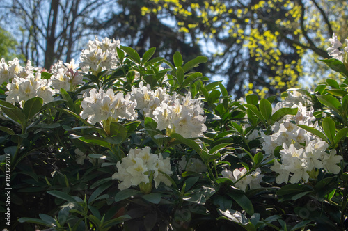 Rhododendron Madame Masson white flowers with yellow dots in bloom, flowering evergreen shrub, green leaves photo