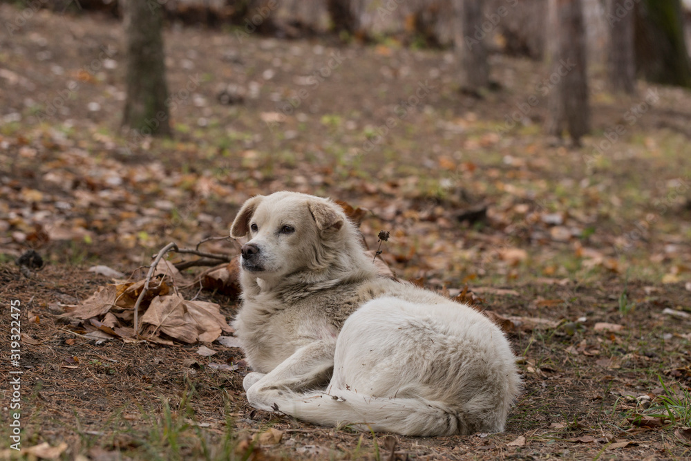 White dog-male, hiding in the woods. The hungry life of a stray dog. Contact of the animal world with the human world.