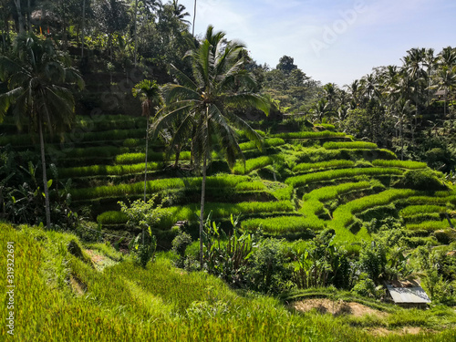 Balinese rice Fields in a beautiful sunny day.