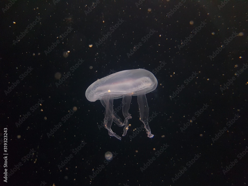 blue jellyfish in water blue jellyfish in water