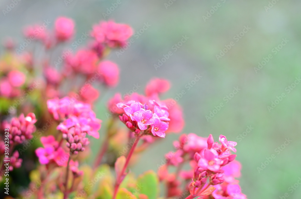 Colorful flowers in the mountains of Colombia Colorful flowers in the mountains of Colombia