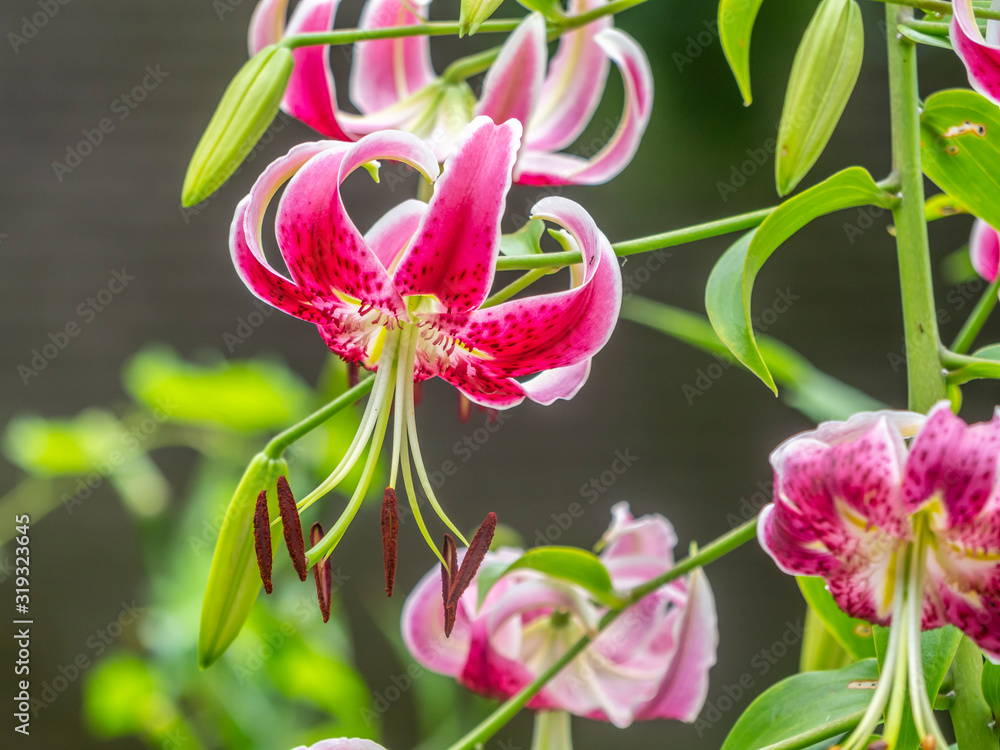 Stargazer lily