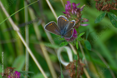 colorful butterfly on a flower with a botanical background, macro close-up of a butterfly with the wings visible