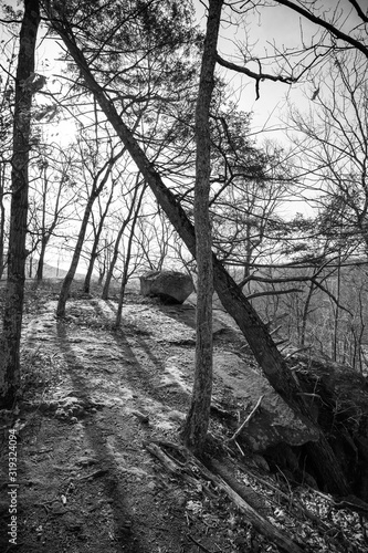 Black and White Woods Environment