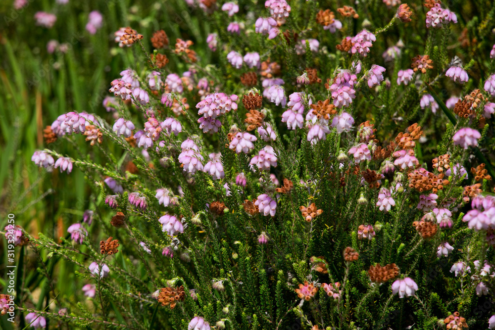 Glockenheide (Erica tetralix)