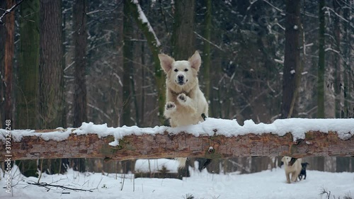 A dog (Golden retriever) jump through an obstacle. Felled tree in the winter forest.